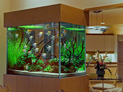 Décoration d'intérieur moderne : un aquarium design - Aquarilis